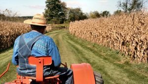 A veteran farmer rides his aging orange tractor into corn fields surrounding Kutztown PA, as he prepares a harvest for sileage. 2007-10-14.